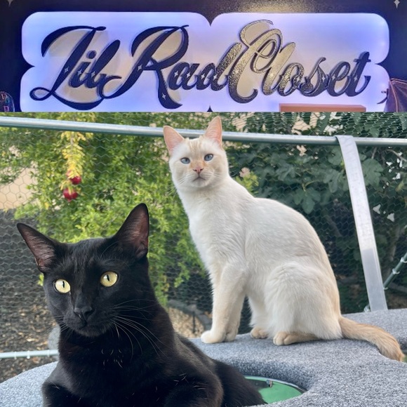 LilRad is LIVE! Please like this flyer to be notified when my party starts💕🪽🥰 - Picture 6 of 12